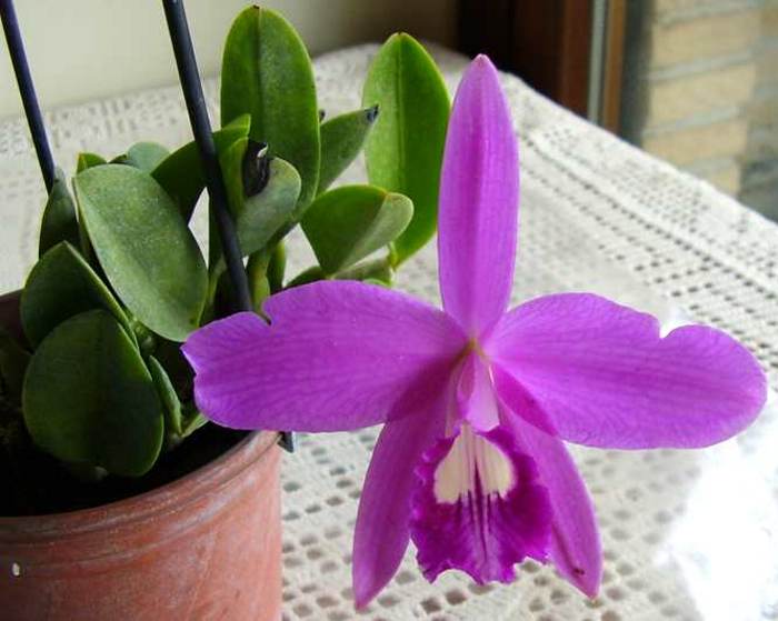 orchidea laelia sincorana