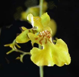 orchidea oncidium heteranthum