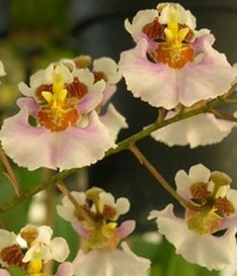 orchidea oncidium pulchellum