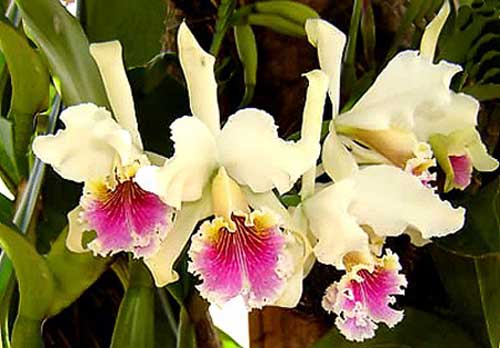 Temperatura e ventilazione per le orchidee