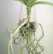 Vanda coltivata in vaso