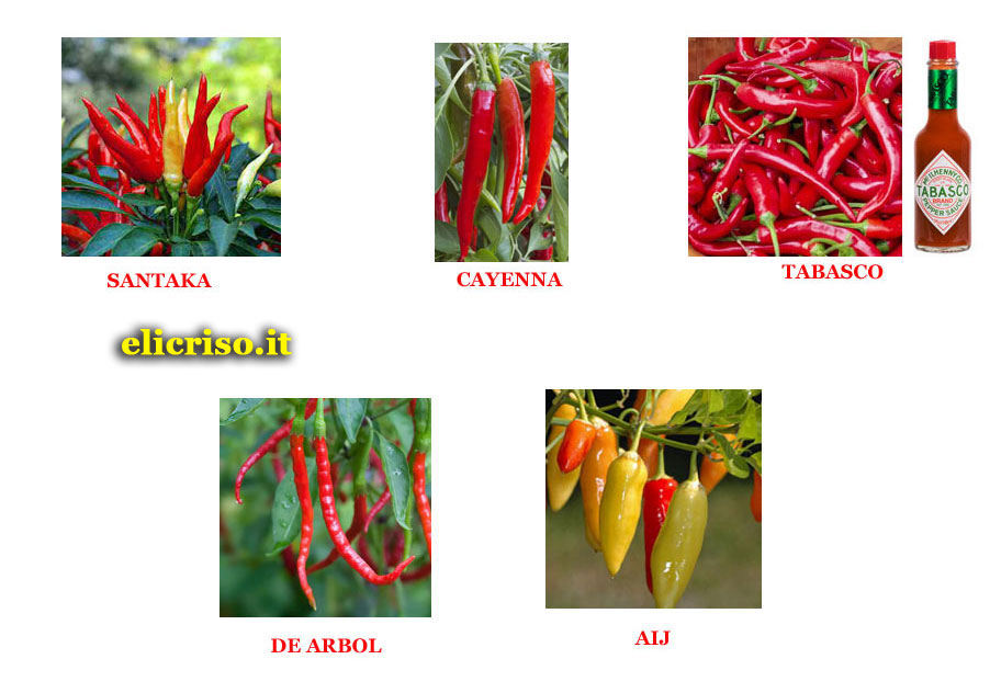 Varietà e specie di Peperoncino molto piccanti