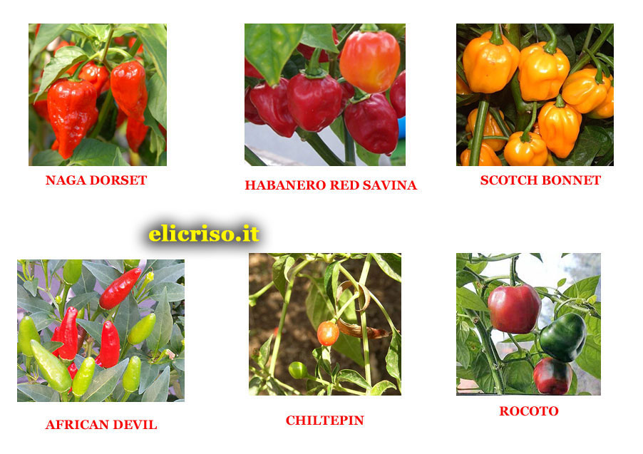 Varietà e specie di Peperoncino trementamente piccanti