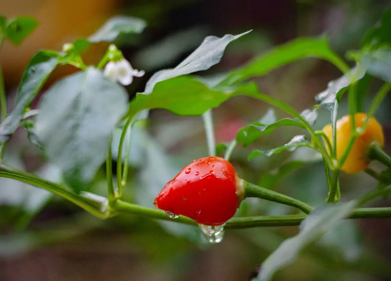 Perchè il peperoncino è piccante