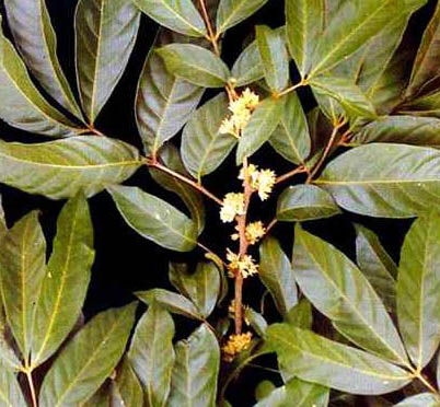 Muira puama: benefici, uso e controindicazioni