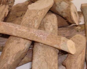 Corteccia di muira puama