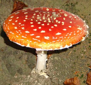 Amanita muscaria