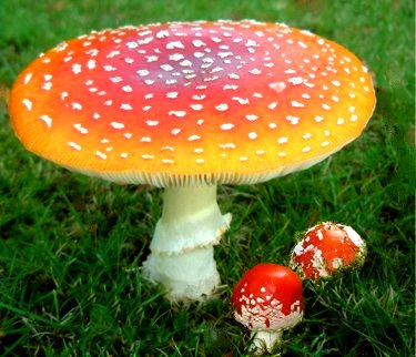 Amanita muscaria