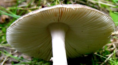 Lamelle di Amanita muscaria