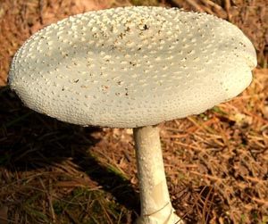 Amanita muscaria alba Amanita muscaria alba