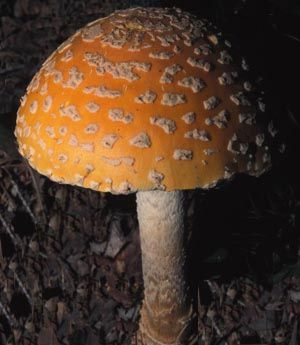 Amanita muscaria formosa Amanita muscaria formosa