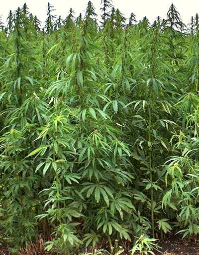 Cannabis: cos'è,  la storia, le droghe