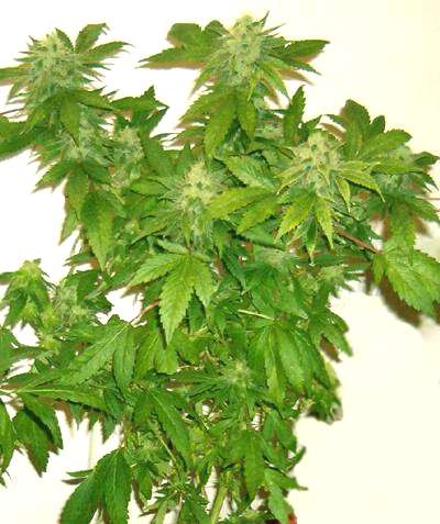 Foglie con infiorescenze femminili fiorite Foglie con infiorescenze femminili fiorite