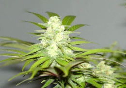 Cannabis