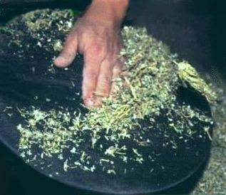 hashish