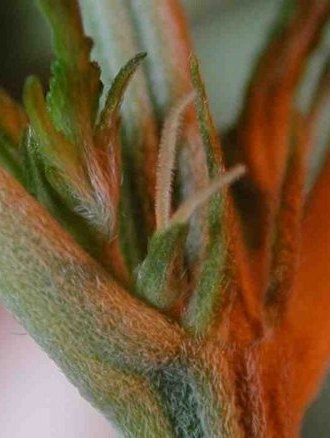 Fiori femminili di Cannabis