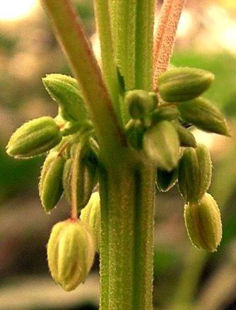 Fiori maschili di Cannabis