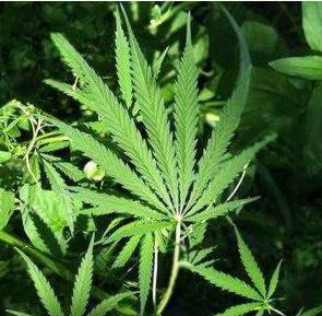 Foglia di Cannabis