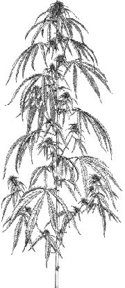 Pianta femminile di Cannabis