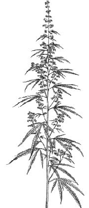 Pianta maschile di Cannabis