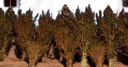 fiori femminili di cannabis secchi 