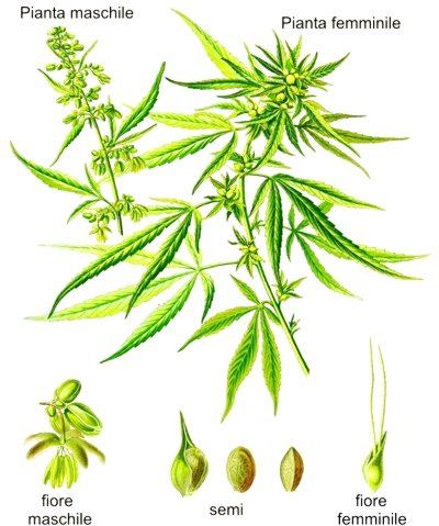 Schema su come è fatta una pianta di Cannabis