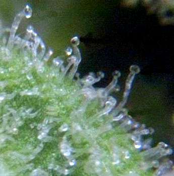 Tricomi di Cannabis Tricomi di Cannabis