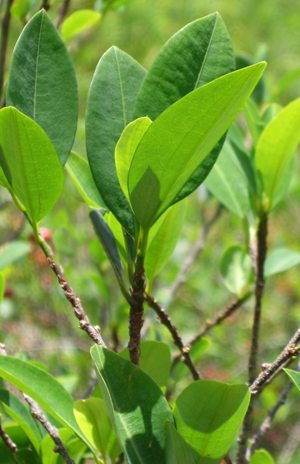 Foglie di coca