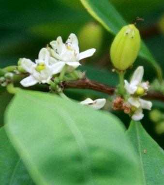 Fiore della pianta di coca