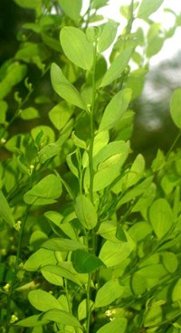 foglie di coca