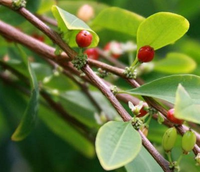 Frutto della pianta di coca