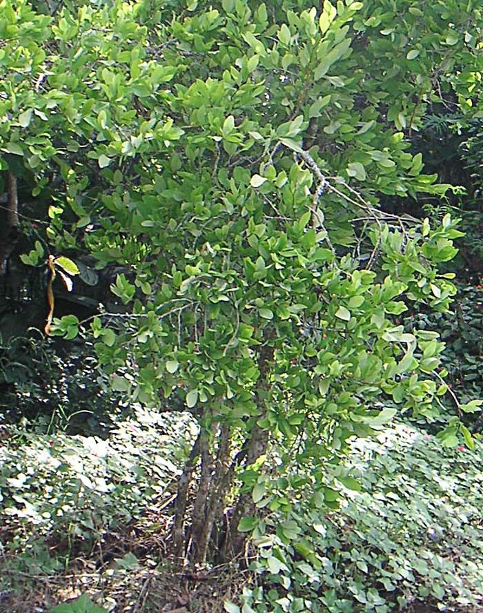 Coca e cocaina: cos'è, sintomi, dipendenza e cosa comporta usarla