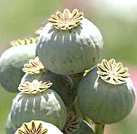 Capsula, ovvero il frutto del papavero da oppio