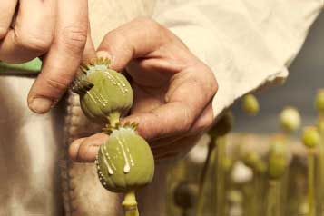 Estrazione del latice dal papaver somniferum per ottenere l'oppio Estrazione del latice dal papaver somniferum per ottenere l'oppio