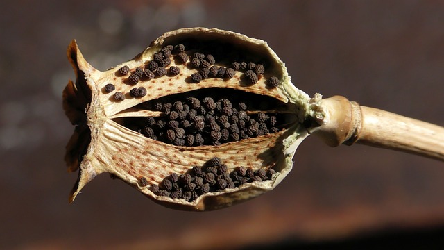 Estrazione del latice dal papaver somniferum per ottenere l'oppio