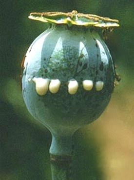 Latice che fuorisce dal frutto del papavero da oppio (Papaver somniferum)