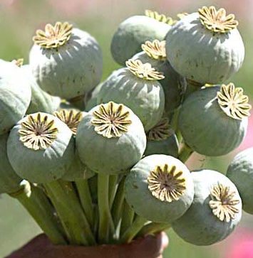 Capsule di Papaver sumniferum