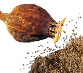 Semi del papavero da oppio