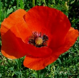 Papaver rhoeas, conosciuto come rosolaccio Papaver rhoeas, conosciuto come rosolaccio