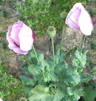 Papavero da oppio, Papaver somniferum
