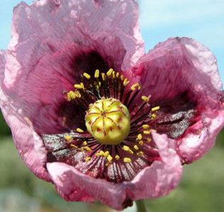 Papaver somniferum setigerum Papaver somniferum setigerum
