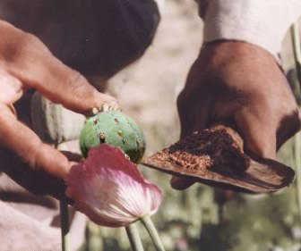 Raccolta del latice del papavero da oppio mediante raschiamento dalla capsula