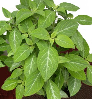 Salvia divinorum