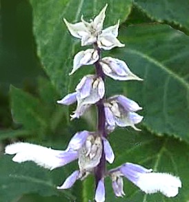 Fiore di Salvia divinorum