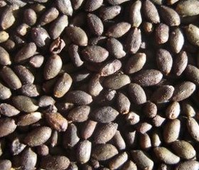 Semi di Salvia Divinorum