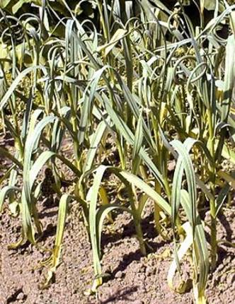 Allium sativum