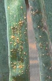 Ruggine sull'aglio: Puccinia spp.