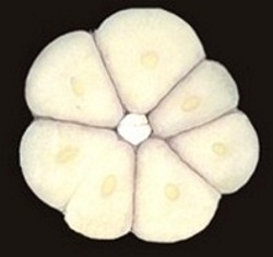 Sezione di Spicchi di aglio