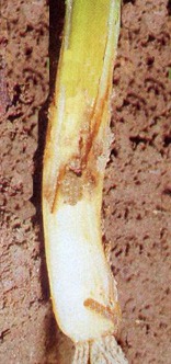 Mosca sull'aglio: Delia antiqua