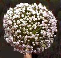 Fiori dell'aglio